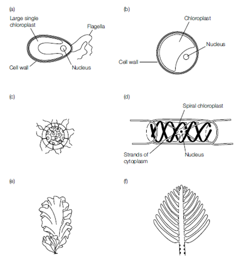 2277_Structure of the excavata, chromalveolata, and Amoebozoa.png